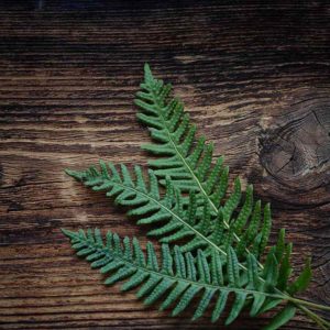 Timber_green_leaf